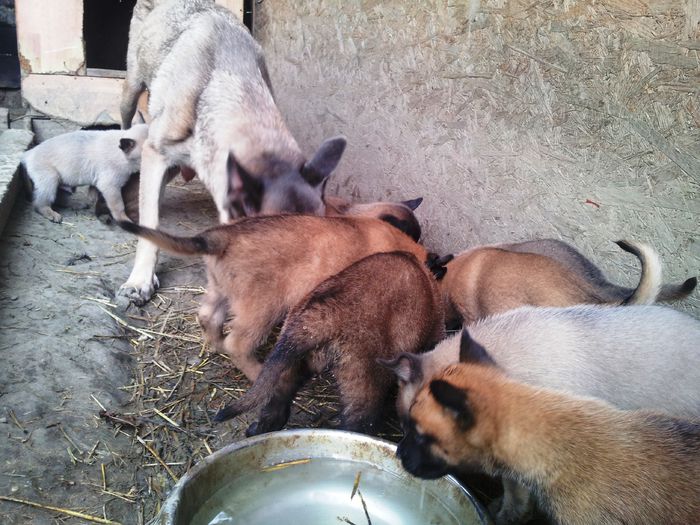 20140806_173548 - Vand pui ciobanesc belgian malinois