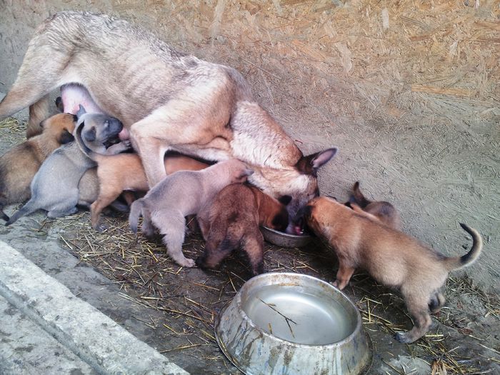 20140806_173642 - Vand pui ciobanesc belgian malinois