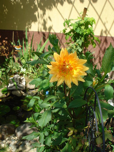1.08.2014 - Gradina in 2014