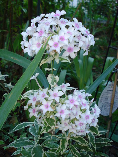 Phlox paniculata Creme de Menthe - Gradina in 2014