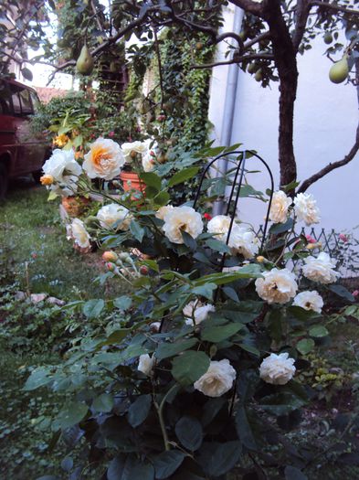 Buff Beauty - 2016 Gradina rozelor