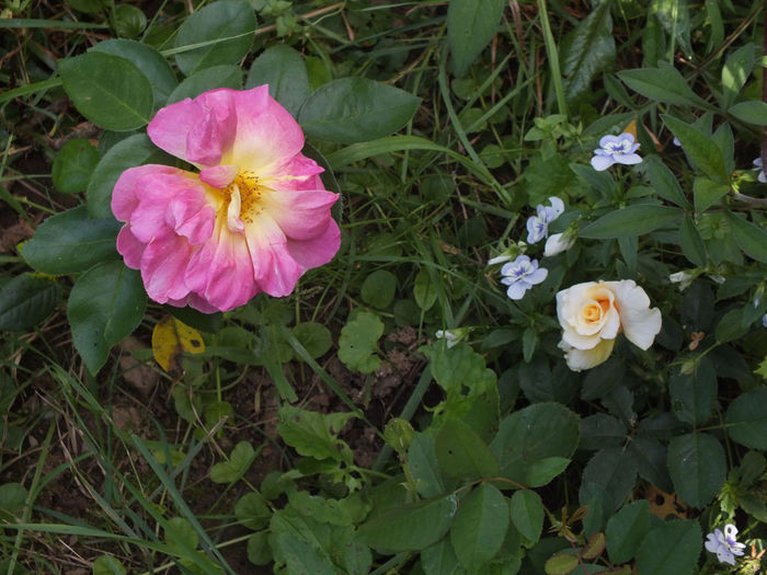 04.08.2014f; Stanga - Reveil Dijonnais,
Dreapta - Caramella
