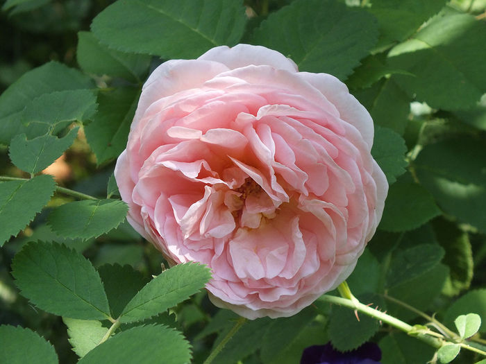 04.08.2014a - Abraham Darby