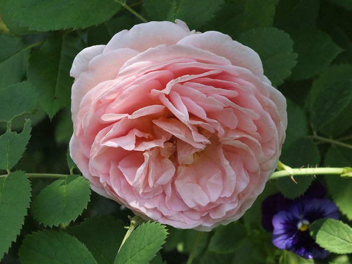 04.08.2014b - Abraham Darby