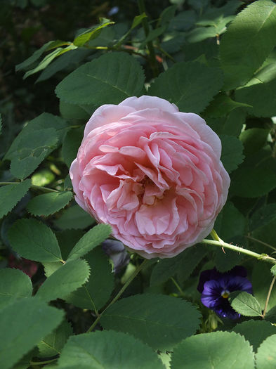 04.08.2014c - Abraham Darby