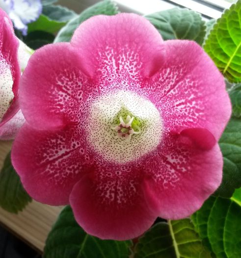 Tigrina Red - Gloxinia