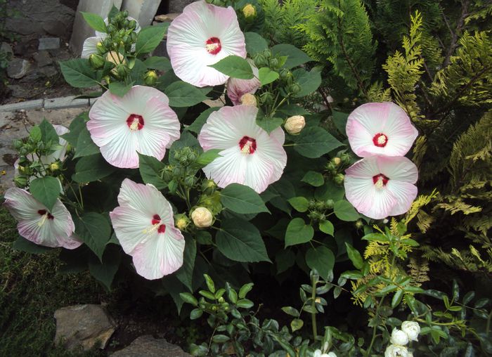 DSC02084 - Hibiscus de gradina