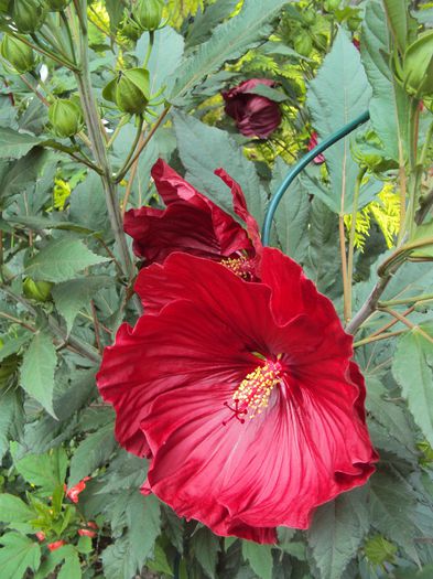 DSC02090 - Hibiscus de gradina