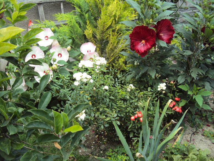 DSC02094 - Hibiscus de gradina