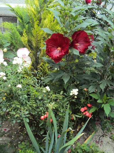 DSC02099 - Hibiscus de gradina