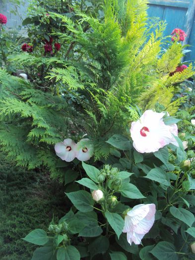 DSC01975 - Hibiscus de gradina