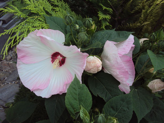 Mosqueutos - Hibiscus de gradina