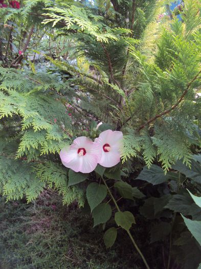 DSC01977 - Hibiscus de gradina