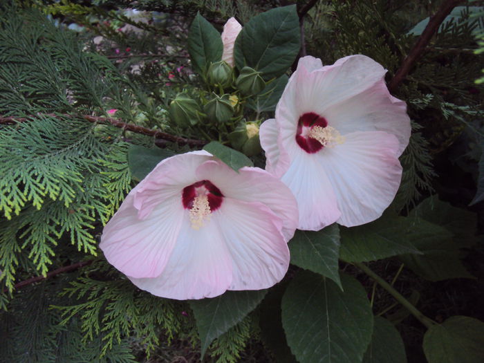 DSC01978 - Hibiscus de gradina
