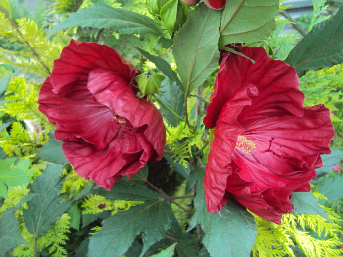 DSC01980 - Hibiscus de gradina