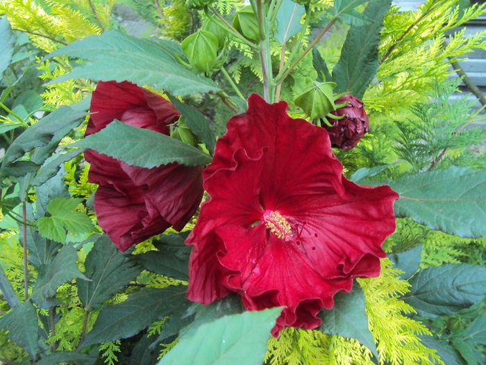DSC01981 - Hibiscus de gradina