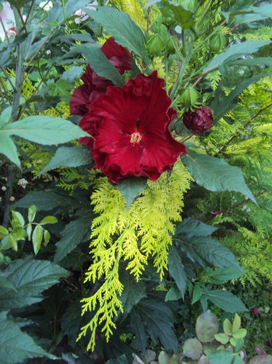 DSC01982 - Hibiscus de gradina