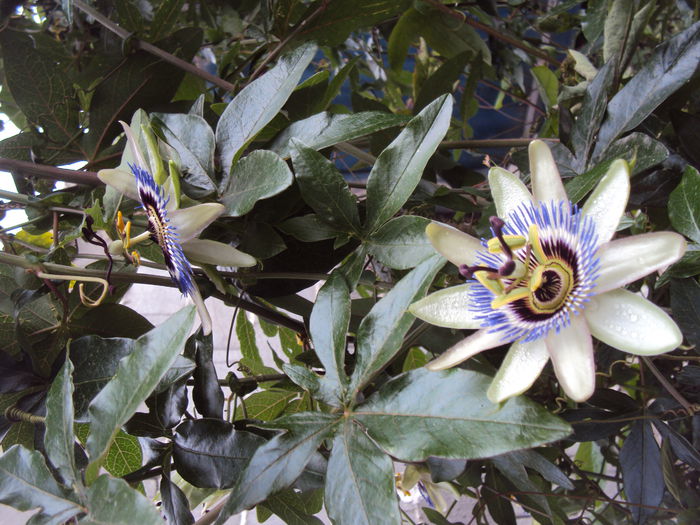 DSC01438 - Passiflora