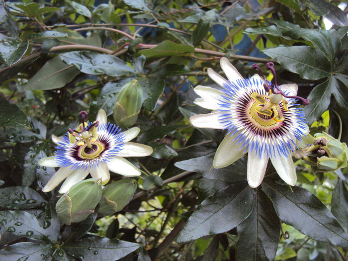 DSC01440 - Passiflora