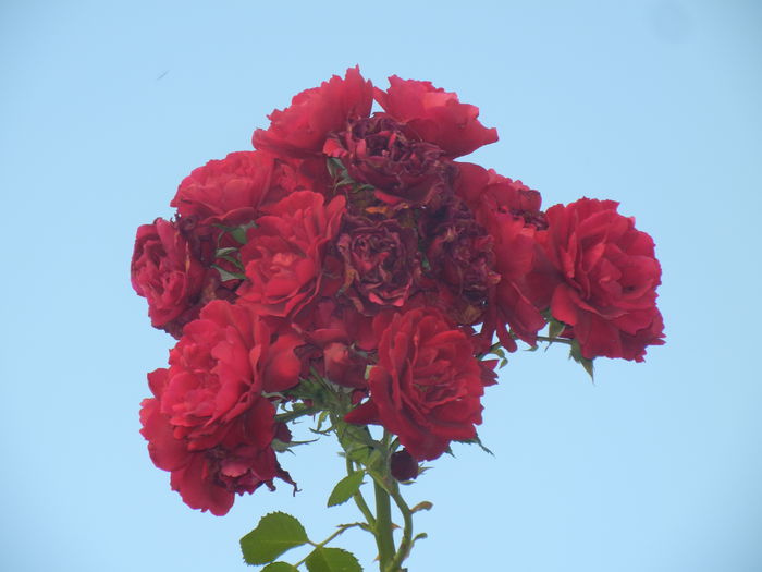 Rose Blaze Superior (2014, July 08)