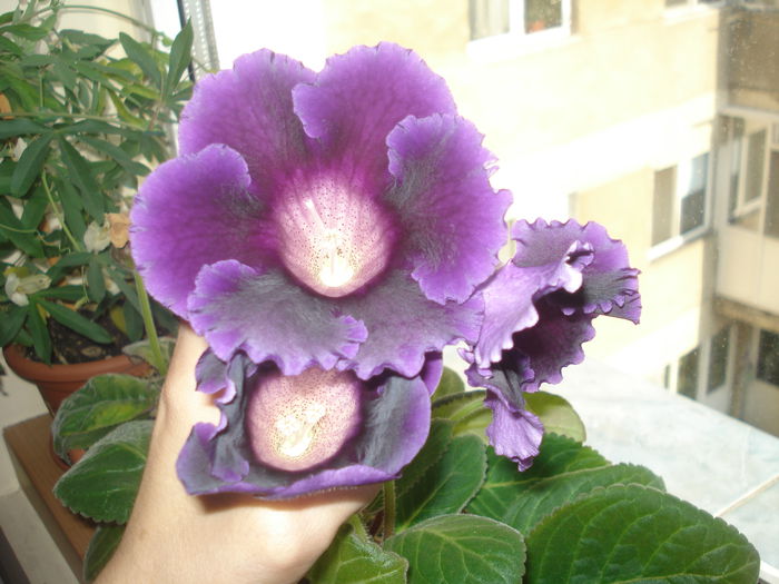 7.08.2014 - gloxenii 2014