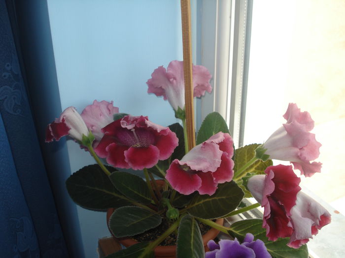 7.08.2014 - gloxenii 2014