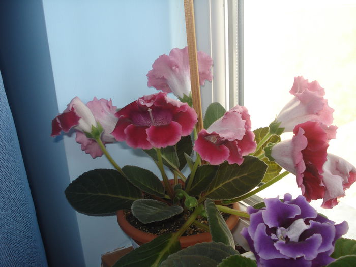 7.08.2014 - gloxenii 2014