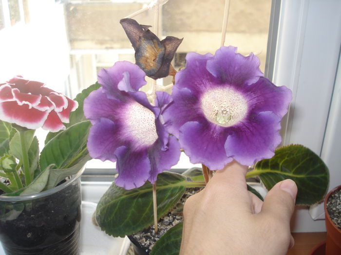 7.08.2014 - gloxenii 2014