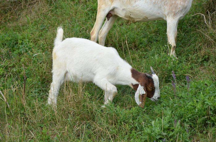 ieduta boer 4 luni