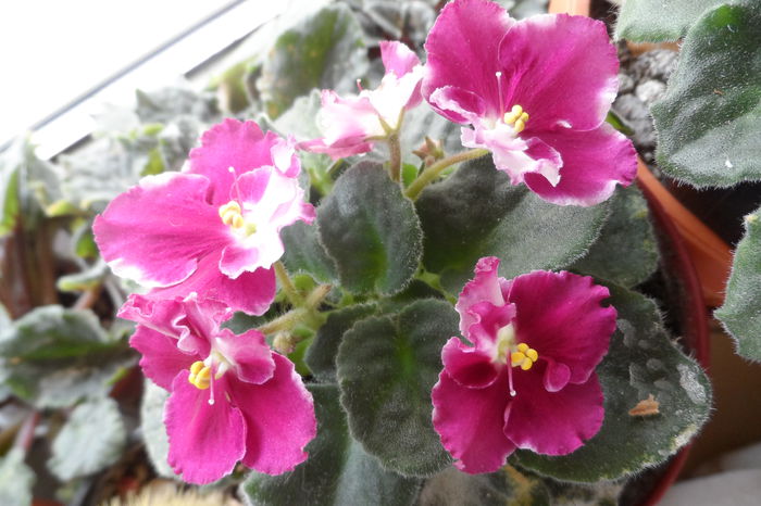 Crimson Ice - Violete africane