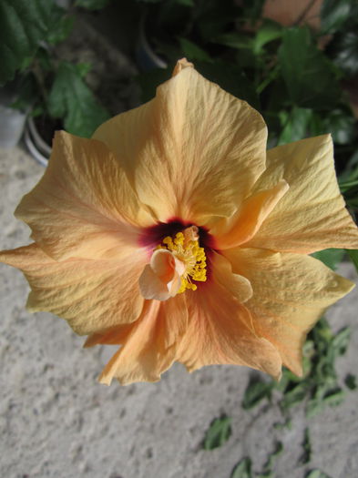 IMG_3074 - hibiscus