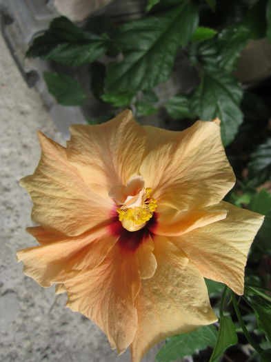 IMG_3075 - hibiscus