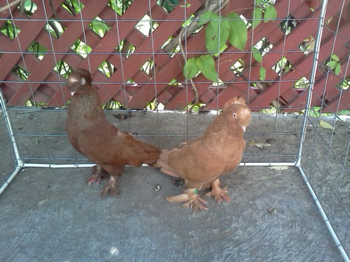 jucatori de botosani de vanzare