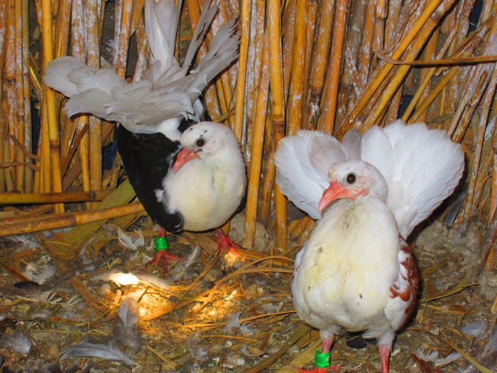 IMG_1418 - porumbei iulie 2014