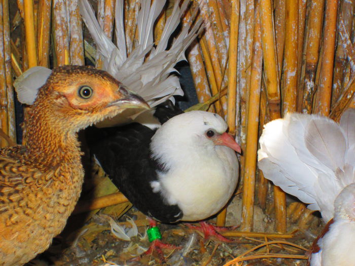 IMG_1419 - porumbei iulie 2014