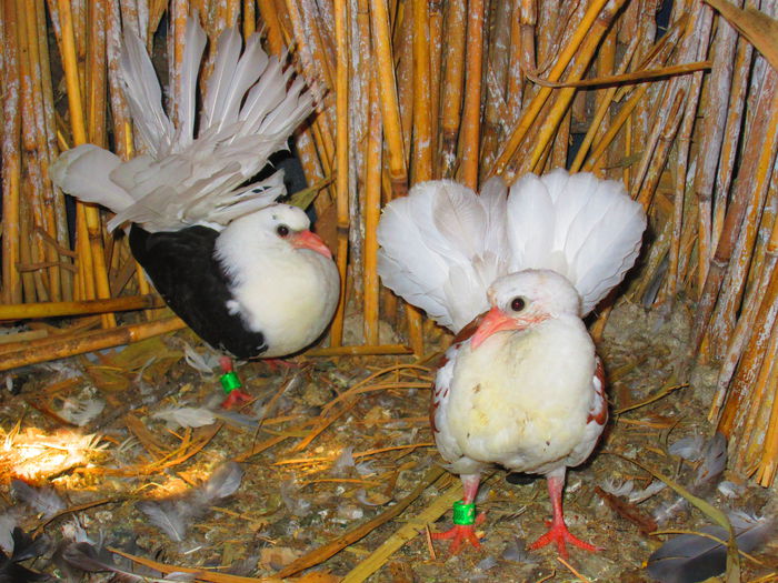 IMG_1420 - porumbei iulie 2014