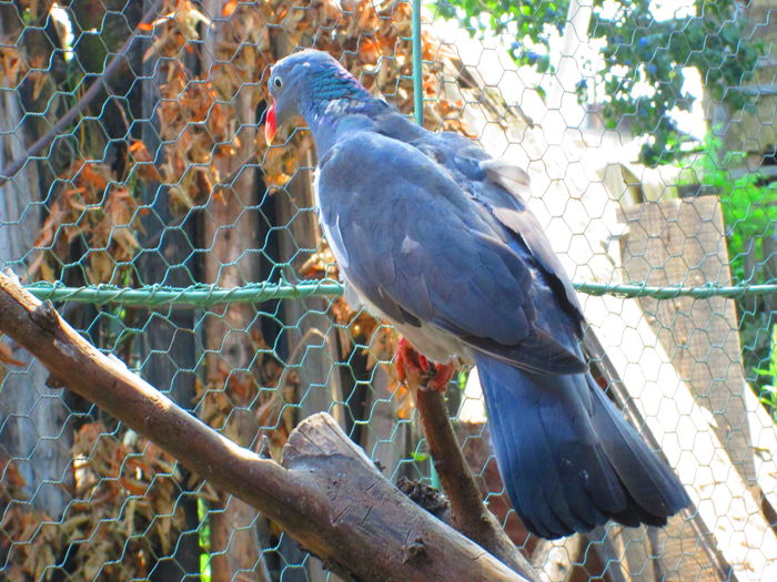 IMG_1423 - porumbei iulie 2014