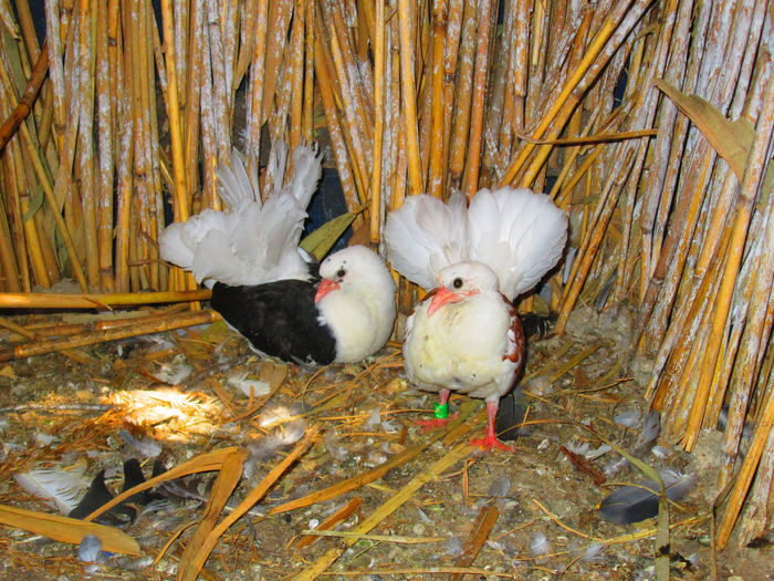 pui iulie 2014 - porumbei iulie 2014