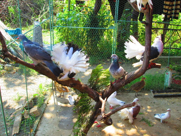 IMG_1446 - porumbei iulie 2014