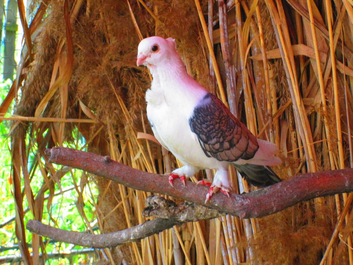 IMG_1447 - porumbei iulie 2014