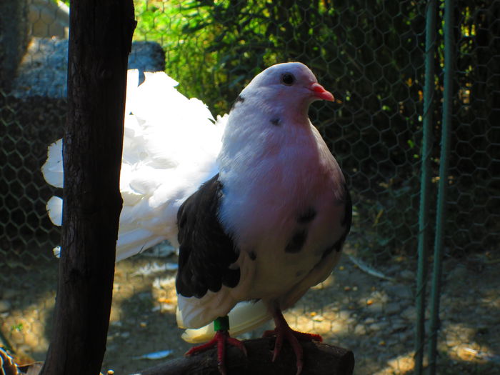 IMG_1449 - porumbei iulie 2014