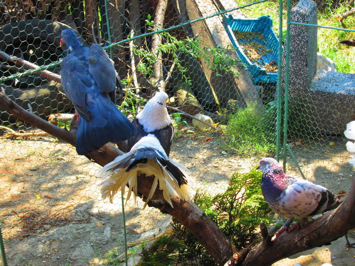 IMG_1450 - porumbei iulie 2014