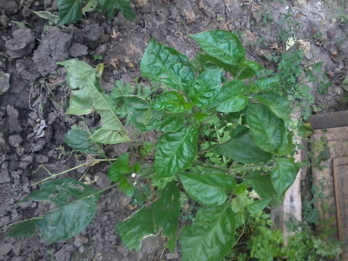 2014-08-06 18.12.35 - Ardei iuti 2014