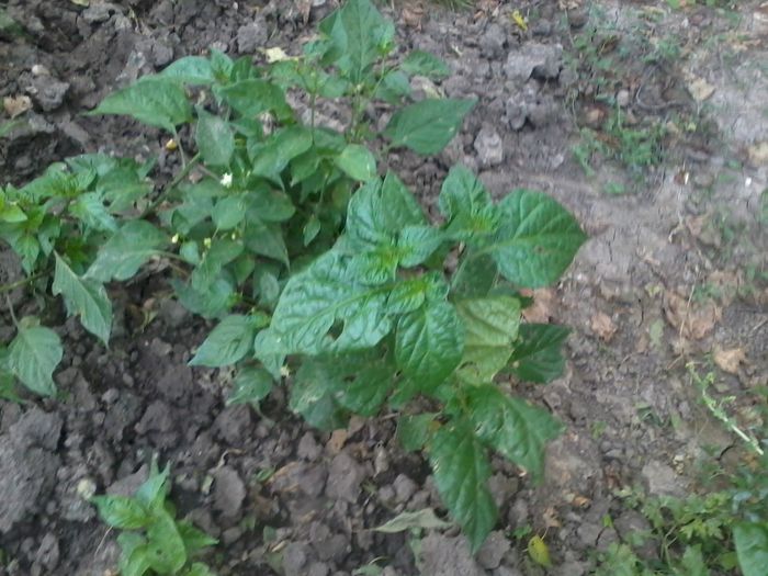 2014-08-06 18.12.39 - Ardei iuti 2014