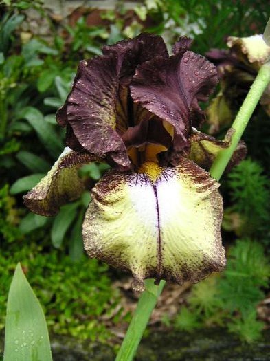 Burgundy Brown - Toti IRISII mei