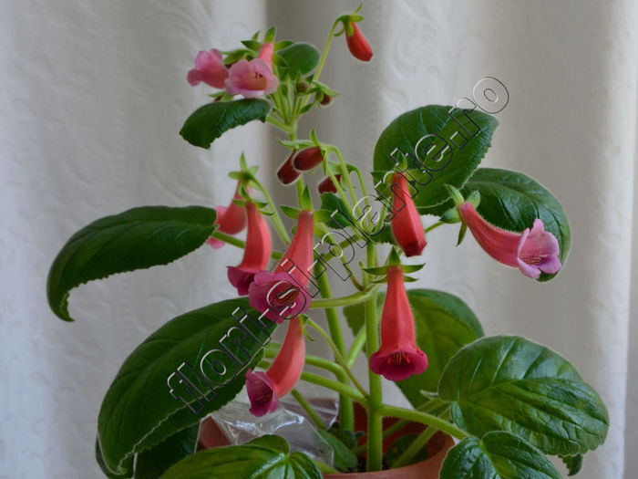 Sinningia Seminole - GLOXINIA _ SINNINGIA 2