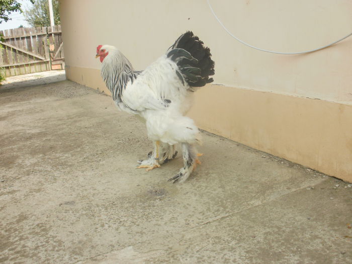 P8050870 - A Brahma herminat deschis cocosi tineret 2014