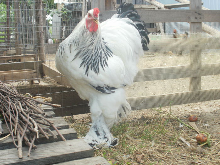 P8060884 - A Brahma herminat deschis cocosi tineret 2014