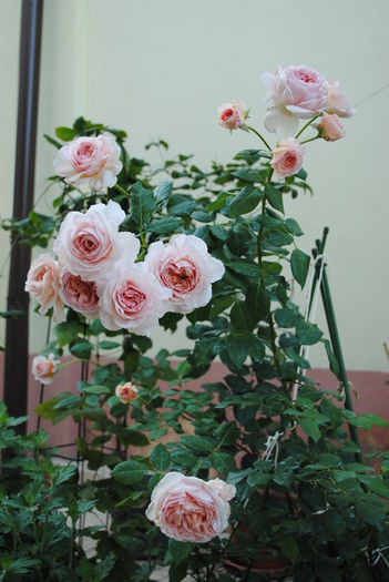 7 august