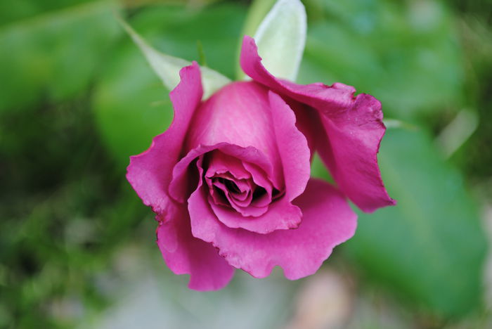 Claude Brasseur, 5 august - Trandafiri si  clematite II